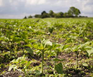“Em ano de clima irregular, safra de soja está no limite e não há espaço para erro”, diz sojicultor de MT