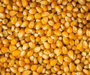 Brasil avança com exportação de milho e já embarcou mais da metade do total de novembro/24