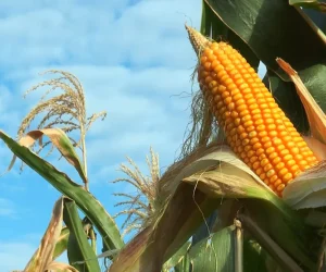 Milho recua em Chicago com oferta global e concorrência sul-americana
