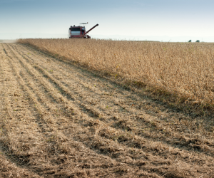 Excesso de chuvas compromete colheita da soja e pressiona janela do milho em Mato Grosso