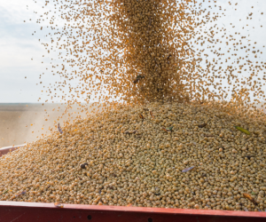 Soja 2026/27: Levantamento Indica Recuo no Custeio em Mato Grosso