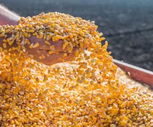 Petróleo em alta e demanda forte pelos EUA sustentam avanço do milho em Chicago