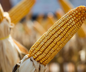 Milho encerra quinta-feira com pouca variação em Chicago e na B3, à espera de novos dados do USDA