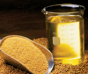 Soja: processamento no Brasil deve bater novo recorde em 2026, aponta Abiove