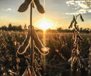 Soja oscila em Chicago com pressão do petróleo e suporte do dólar